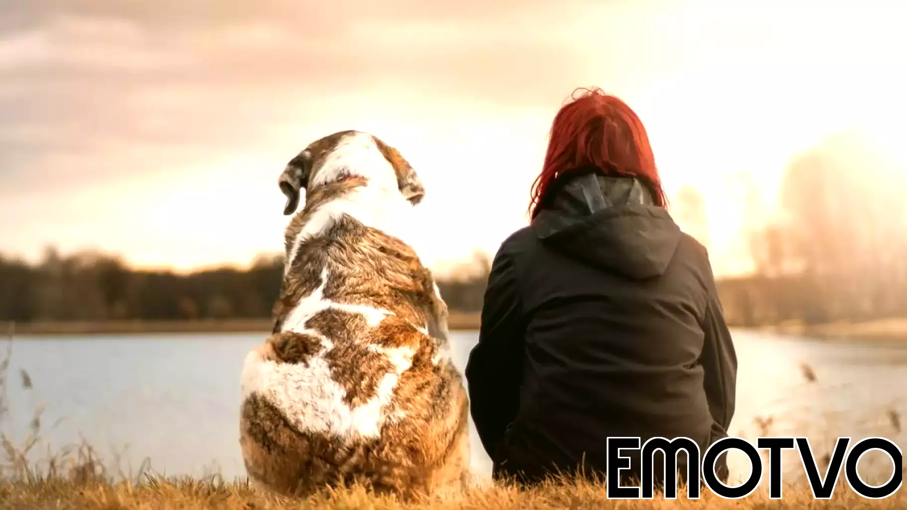Animal Cruelty: A Warning Sign for Human Abuse