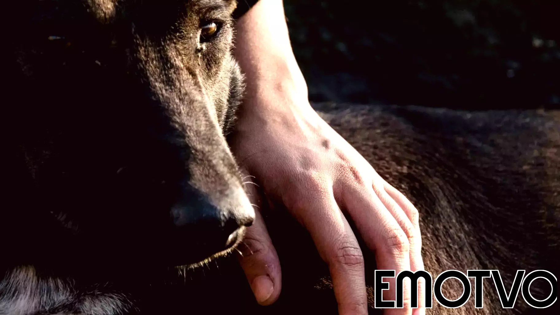 Can a Dog Be Your Best Emotional Support Companion?