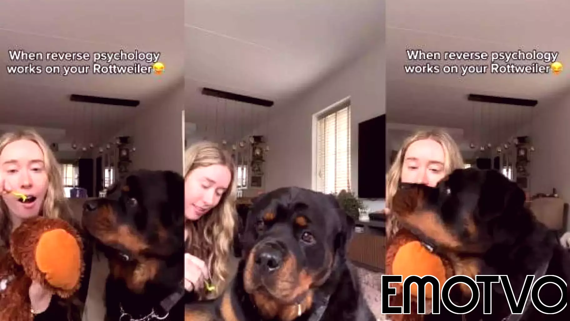 Clever Owner Uses Reverse Psychology on Rottweiler During Grooming