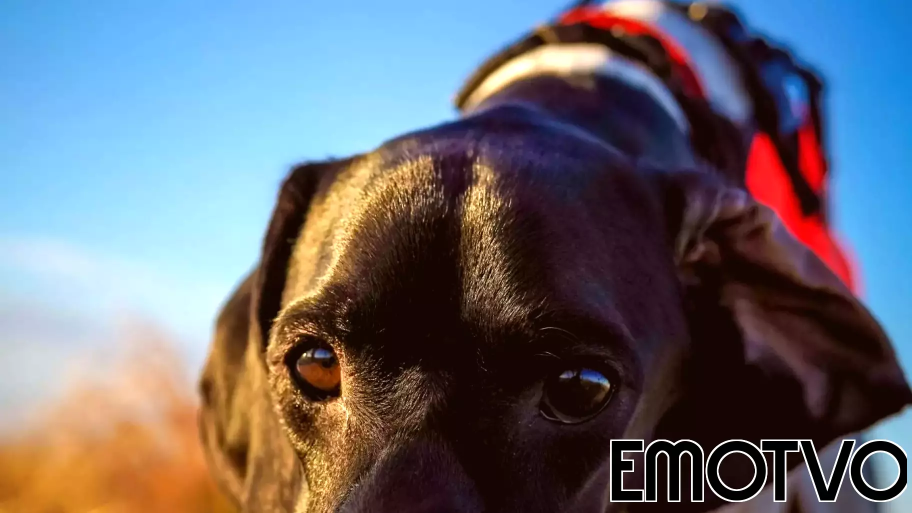 Early Signs of Emotional Neglect: The Link Between Animal Cruelty and Human Behavior