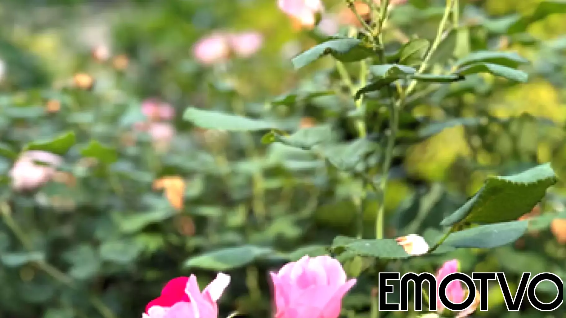 How Stopping to Smell the Roses Benefits Relationships