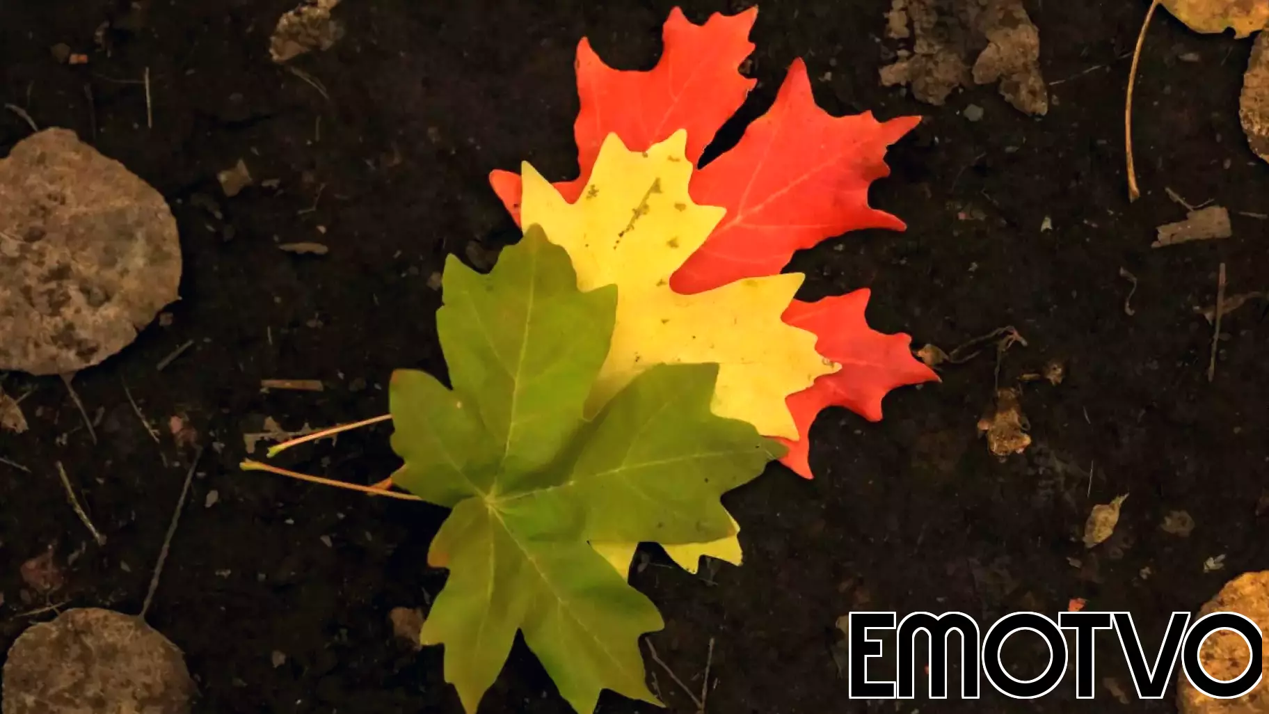 Navigating the Complex Journey of Leadership Transitions