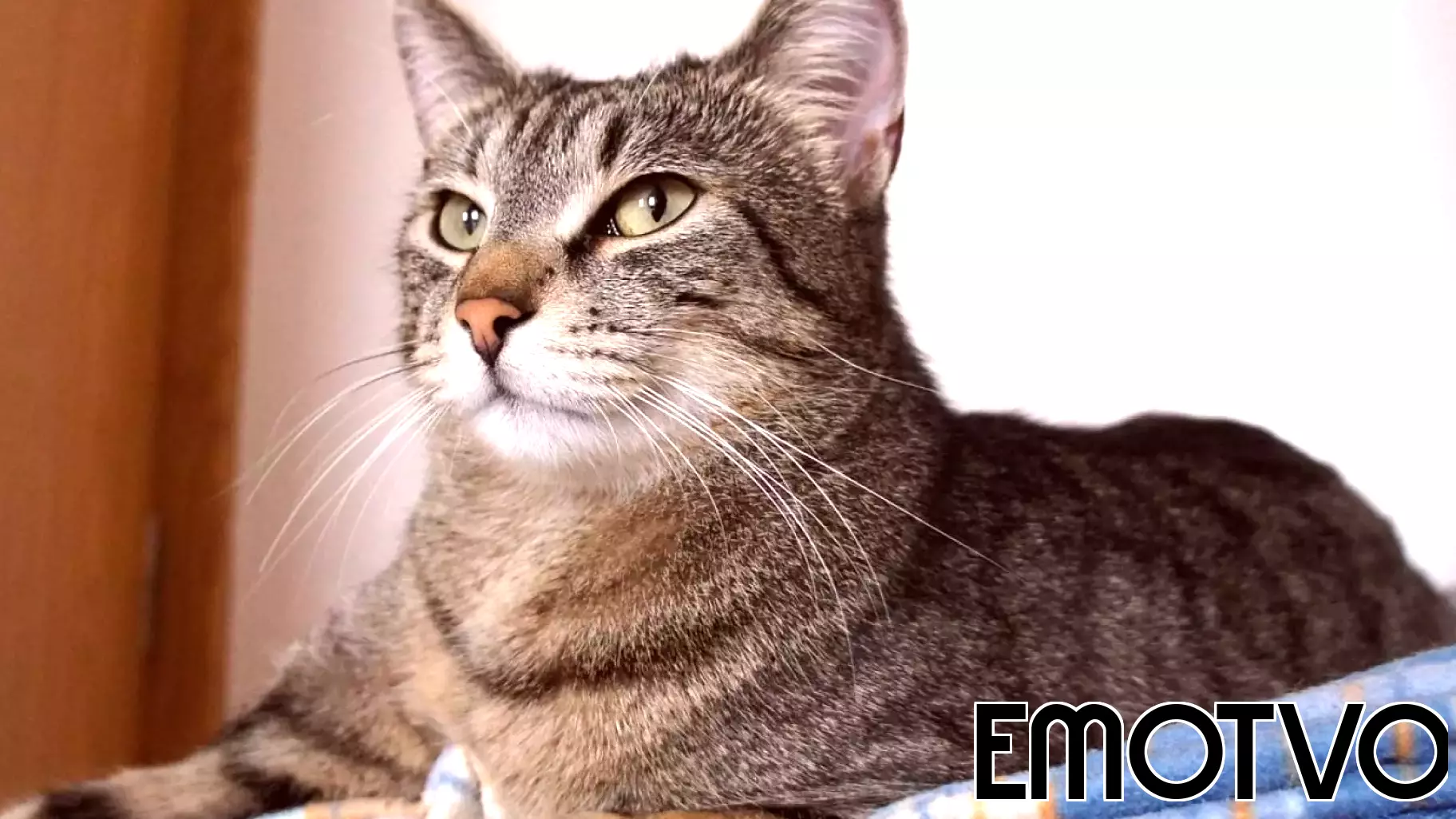 The Impact of Social Media Shares on Pet Adoption Rates