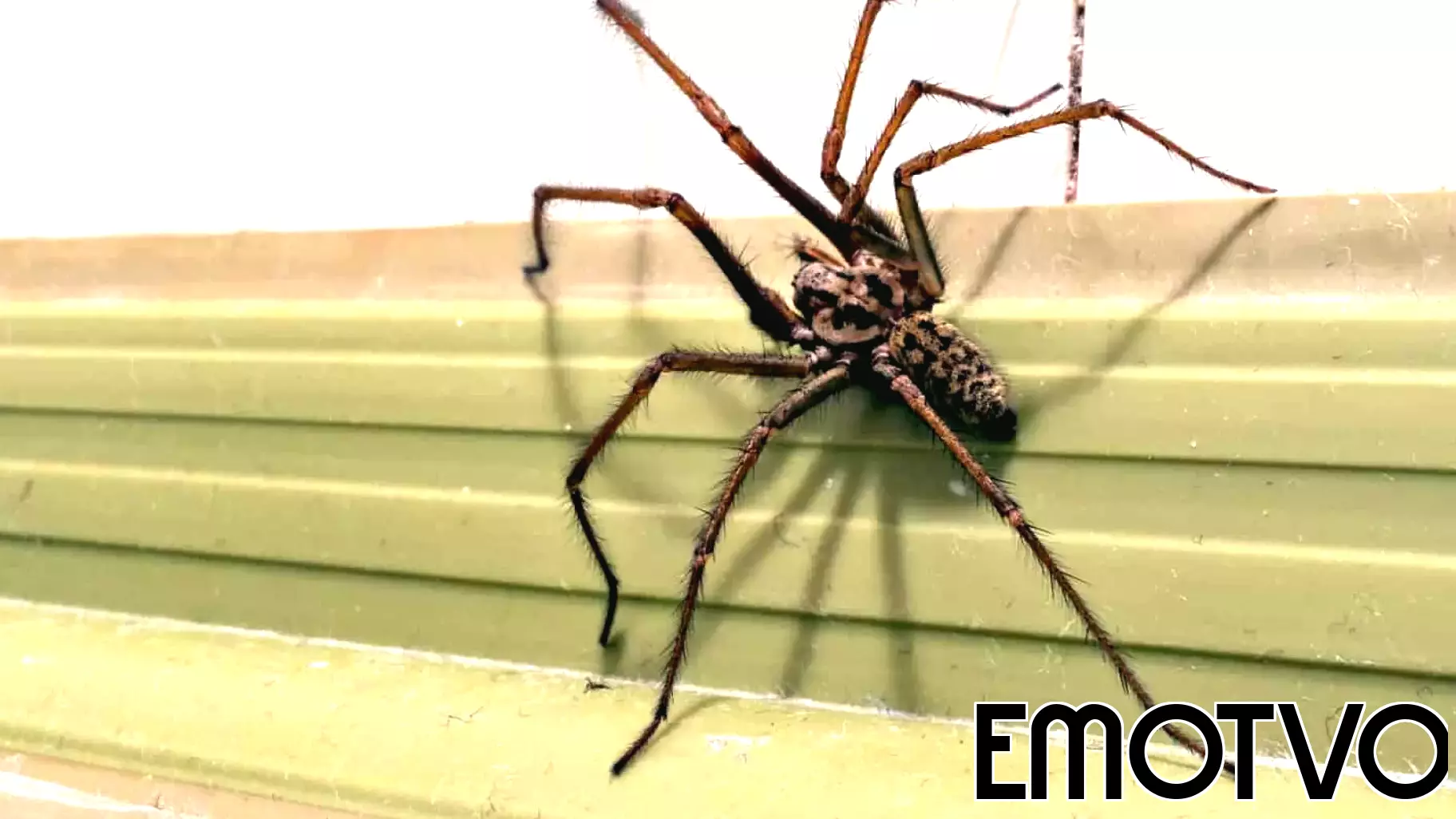 Understanding Spider Habitats: Factors Influencing Web Locations