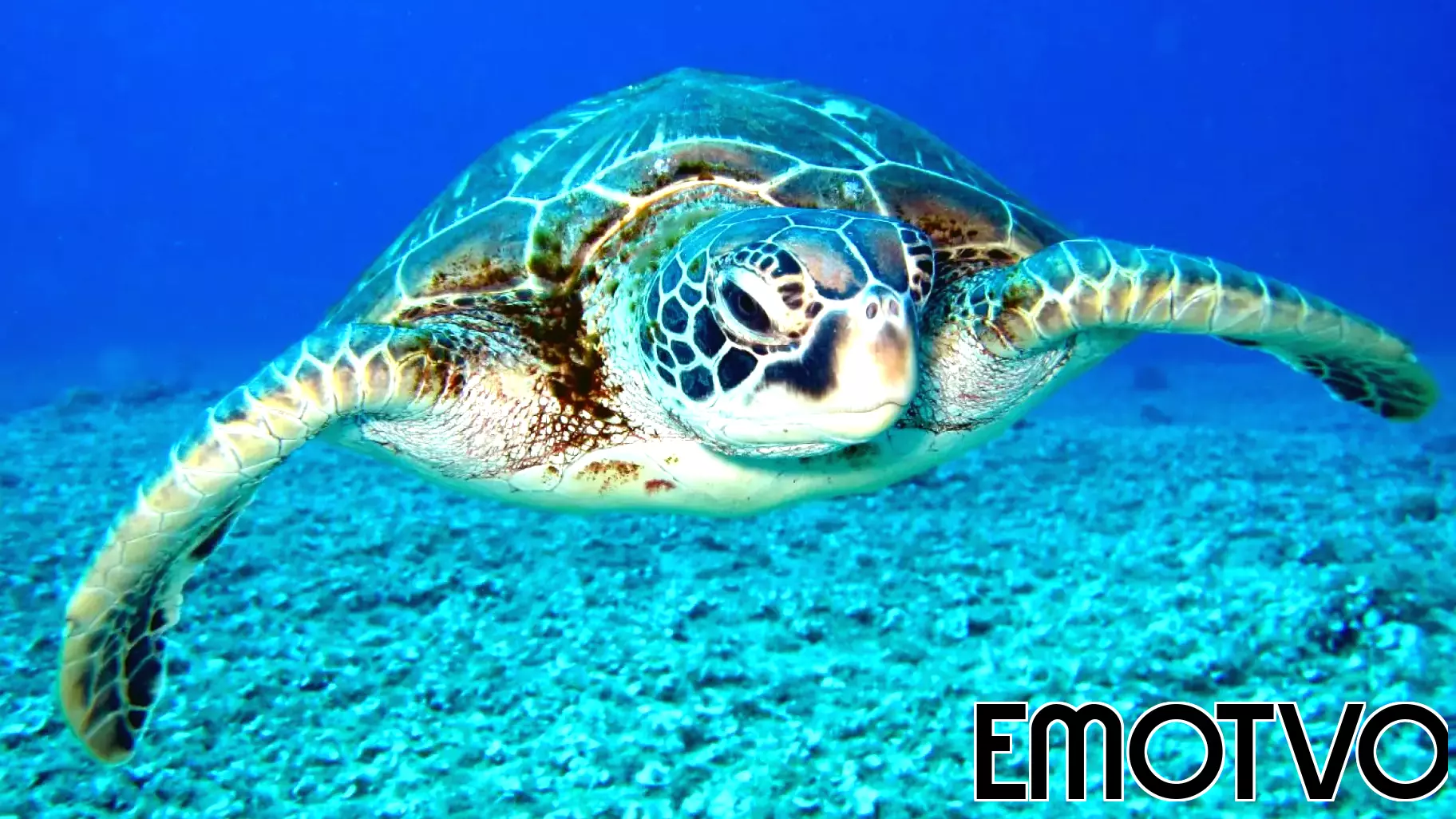 Unraveling the Psychology Behind Environmental Crimes