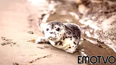 A Year with Seals: An Ode to Their Charm and Resilience