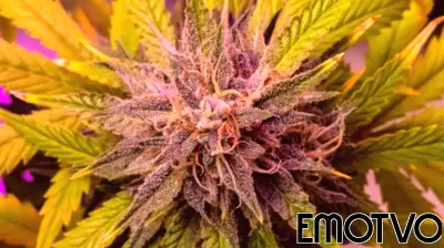 Cannabis and Mental Health: Between High Hopes and Higher Anxiety