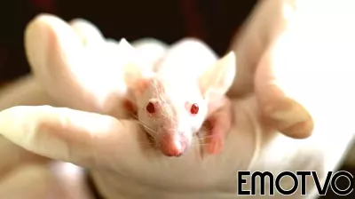 Ethical Dilemmas in Animal Research: A Closer Look at Lab Mice