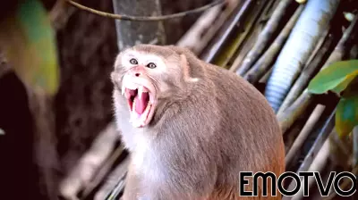 Insights from Primate Behavior: Understanding School Shootings