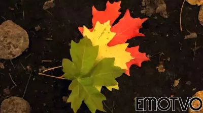 Navigating the Complex Journey of Leadership Transitions