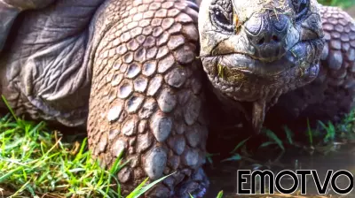 The Healing Power of Tortoises: A New Perspective