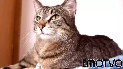 The Impact of Social Media Shares on Pet Adoption Rates